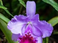 Cattleya Orchidee pink mit roter Lippe - Loro Park